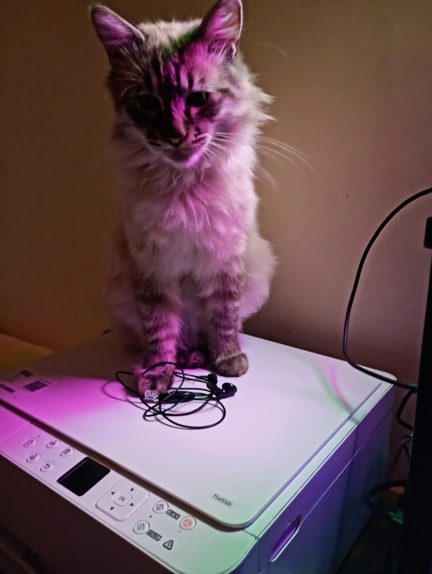 Test